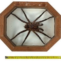 Omc 1960.711.001 Jpeg